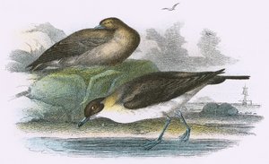 Richardson Skua